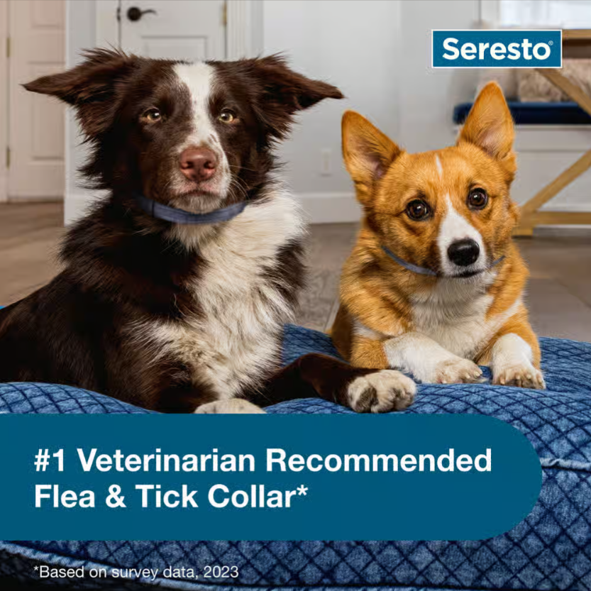 Seresto Flea and Tick Collar in blue-grey, shown on a brown and white dog and a tan and white dog