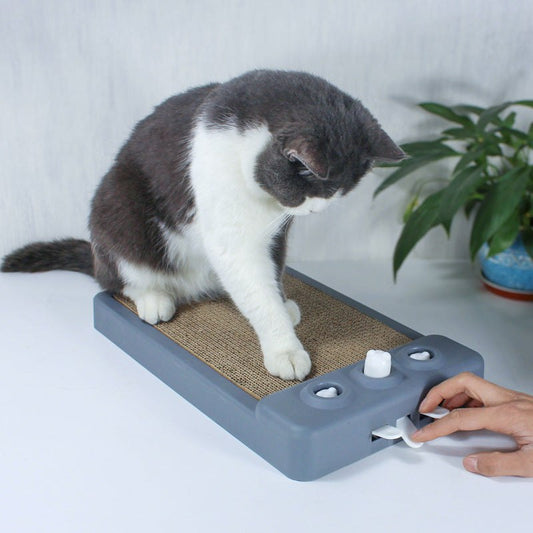 Purrfect Scratch Oasis.