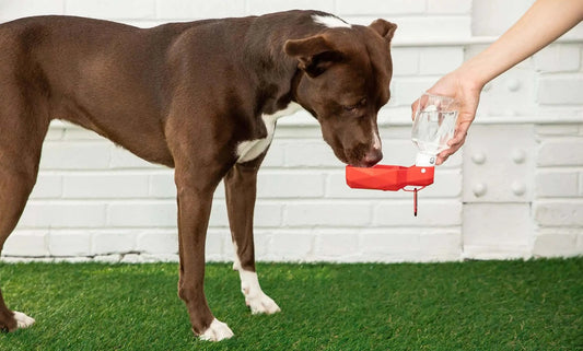 HydroPaws Portable Pet Water Bottle: Stay Hydrated On-the-Go.