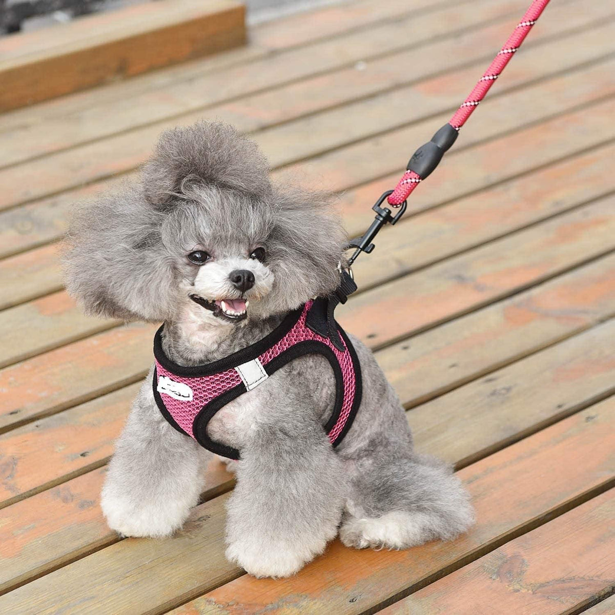 Reflective Harness & Dog Leash.