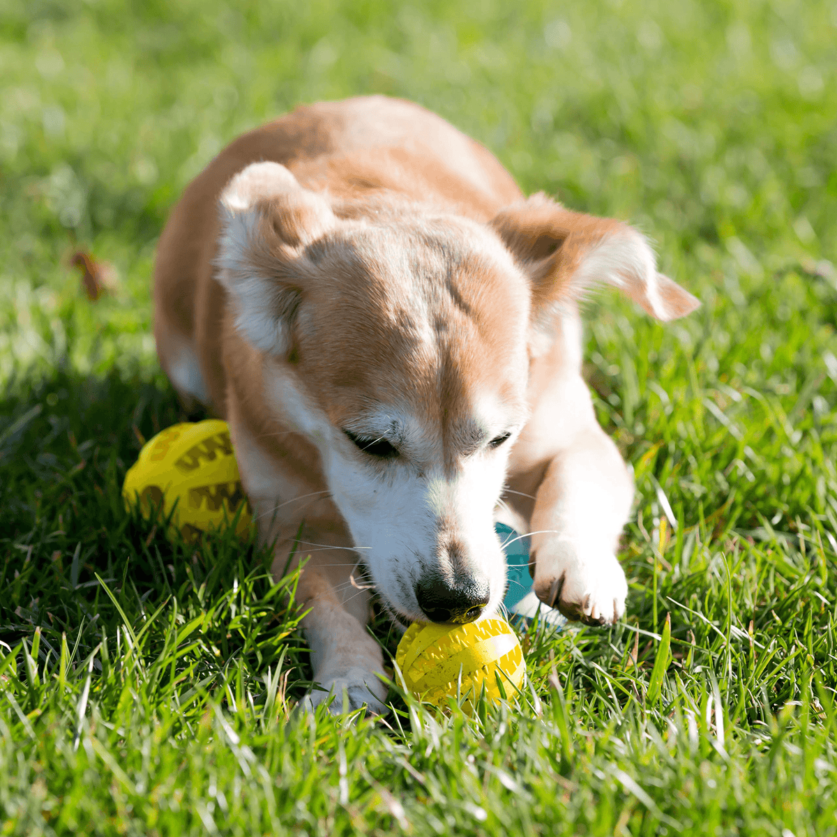 2.5” Squeaky Interactive Dog Balls for Puppy Teething Chew Toys for Small Dogs for Clean Teeth and Training.