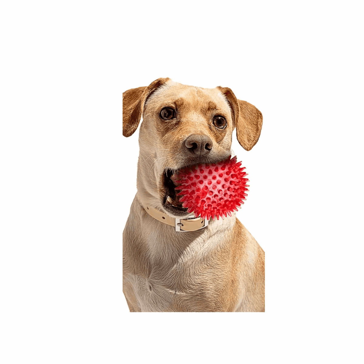 2.5” Squeaky Interactive Dog Balls for Puppy Teething Chew Toys for Small Dogs for Clean Teeth and Training.