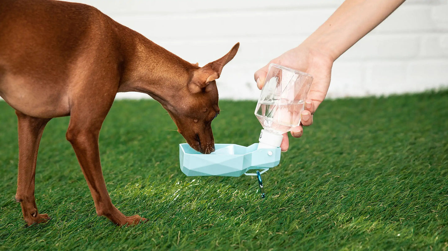 HydroPaws Portable Pet Water Bottle: Stay Hydrated On-the-Go